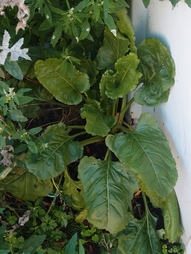 Foder-Bede (Beta vulgaris ssp. vulgaris)