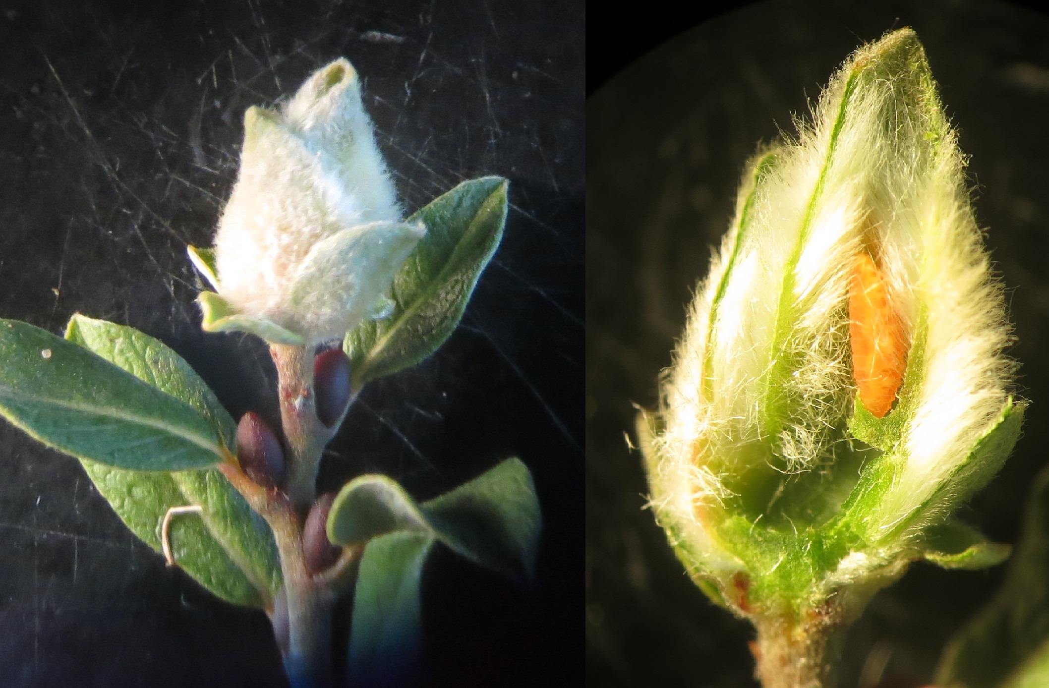 Rabdophaga jaapi (Rabdophaga jaapi)