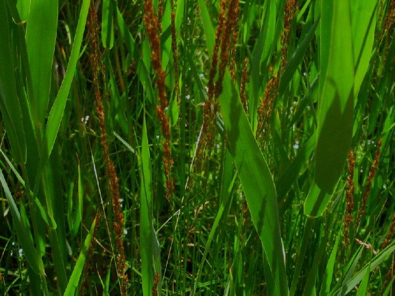 Stivtoppet Rørhvene (Calamagrostis stricta)