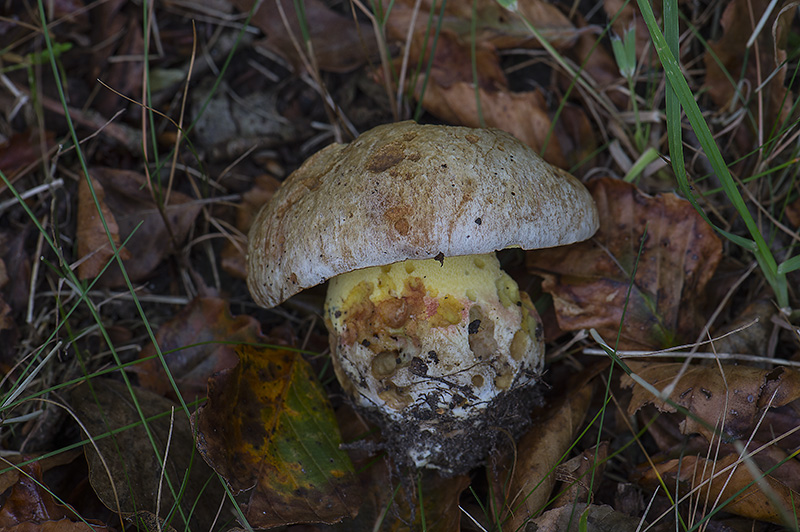 Sølvskinnende Rørhat (Butyriboletus fechtneri)