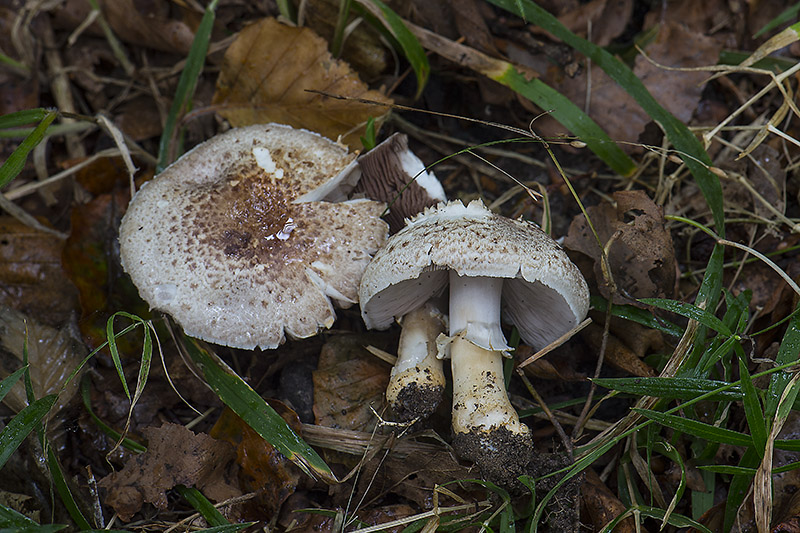 Agaricus lutosus (Agaricus lutosus)