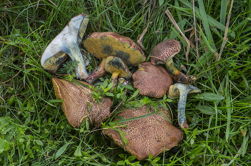 Xerocomellus fennicus (Xerocomellus fennicus)