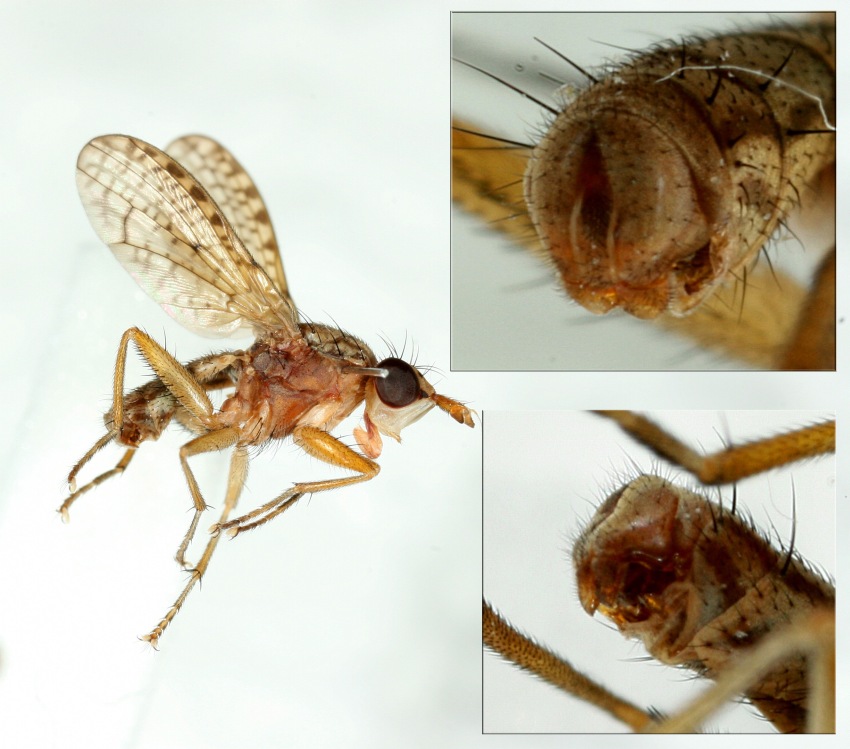 Pherbina intermedia (Pherbina intermedia)