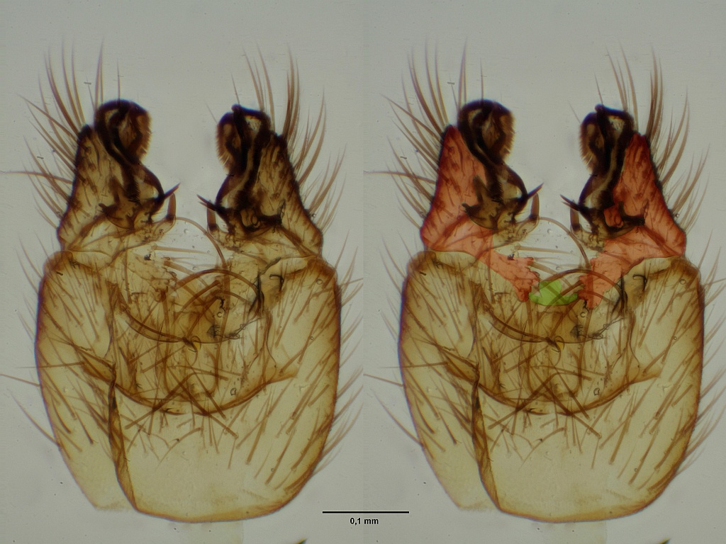 Phronia siebeckii (Phronia siebeckii)
