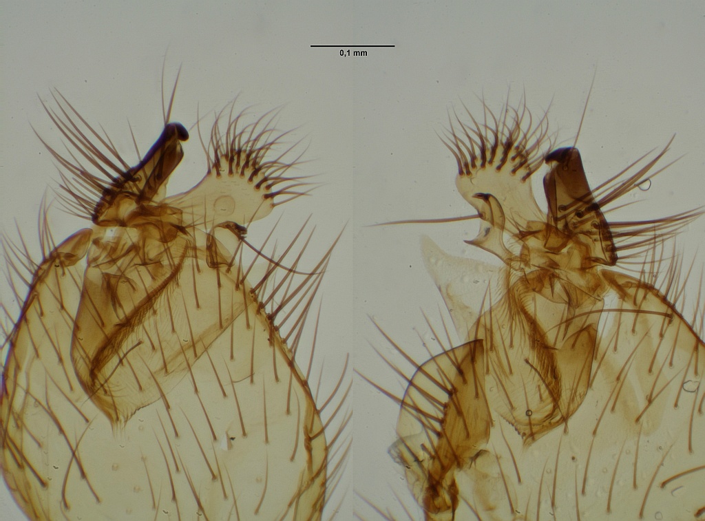 Allodia neglecta (Allodia neglecta)