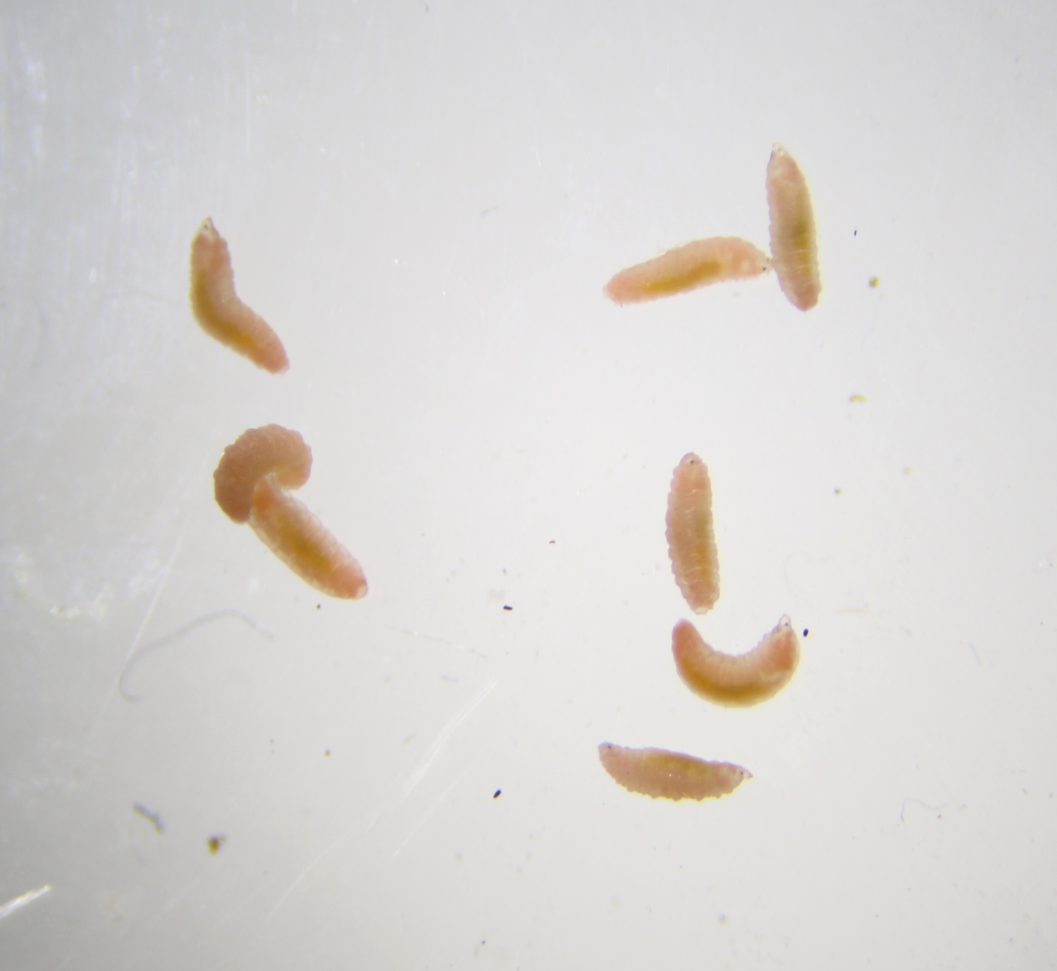 Jaapiella inulicola (Jaapiella inulicola)