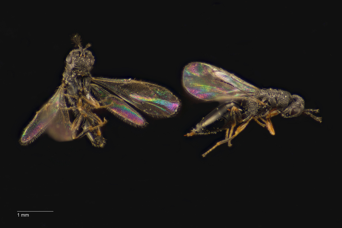 Eurytoma flavimana (Eurytoma flavimana)