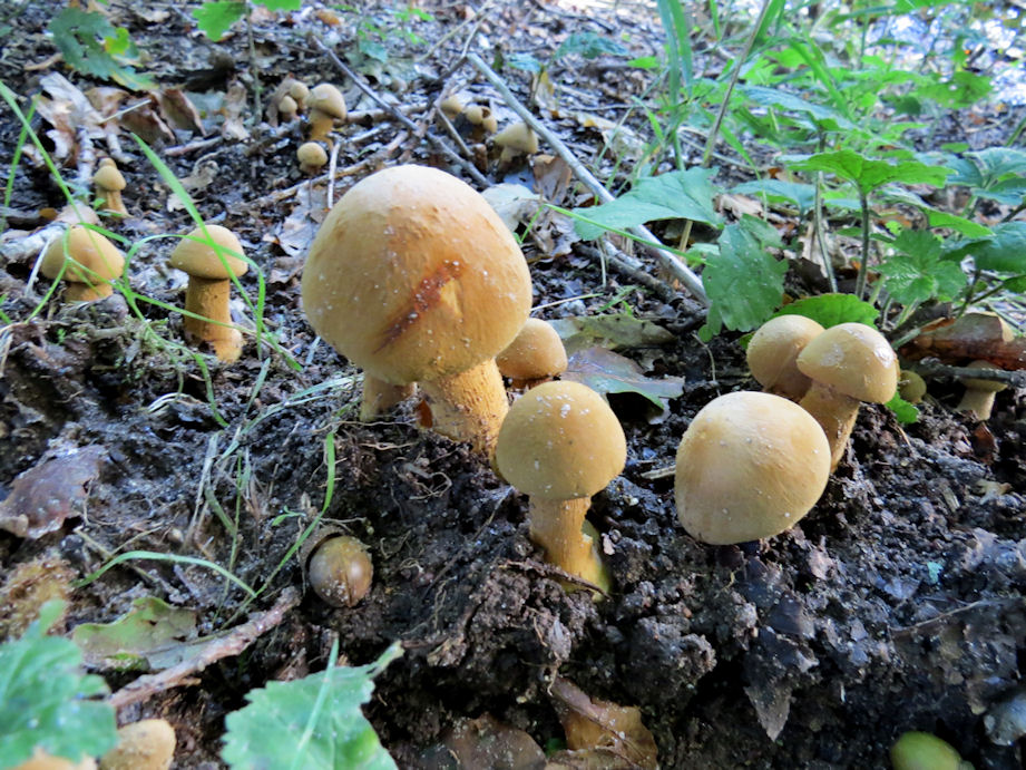Gyldenhat (Phaeolepiota aurea)