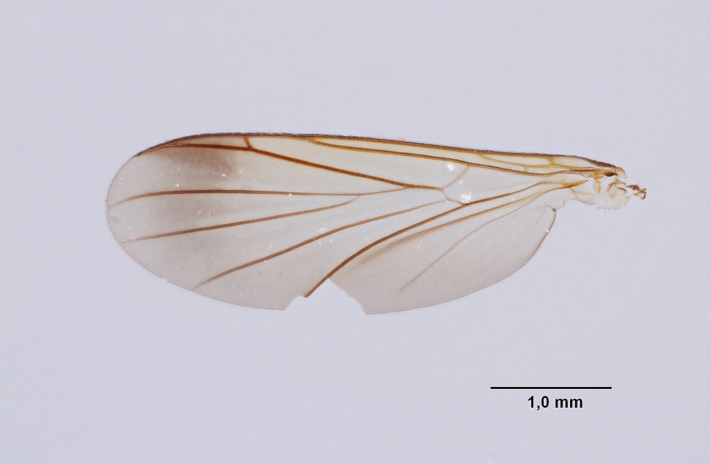 Orfelia lugubris (Orfelia lugubris)