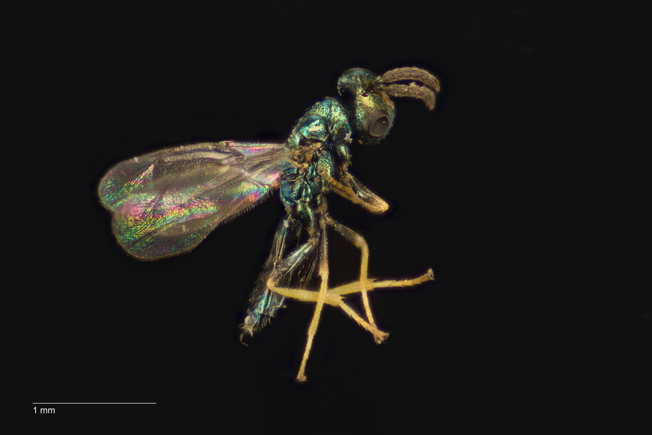 Chlorocytus breviscapus (Chlorocytus breviscapus)