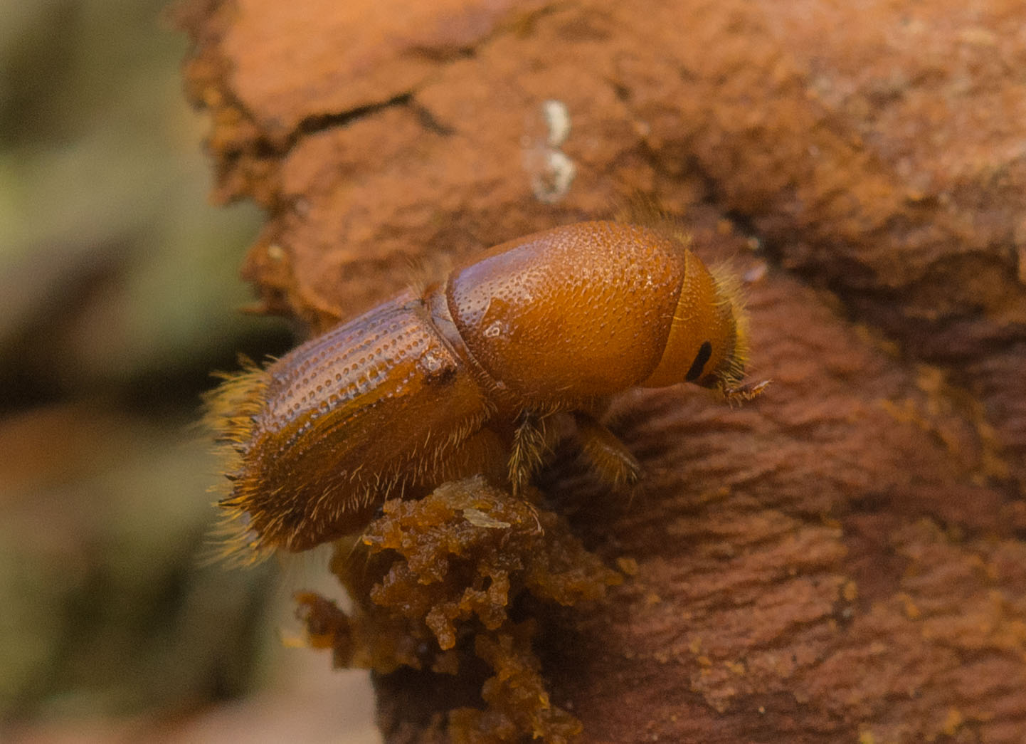 Tolvtandet Barkbille (Ips sexdentatus)