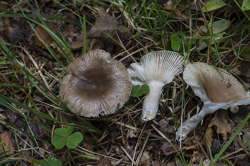Brun Kam-Skørhat (Russula sororia)