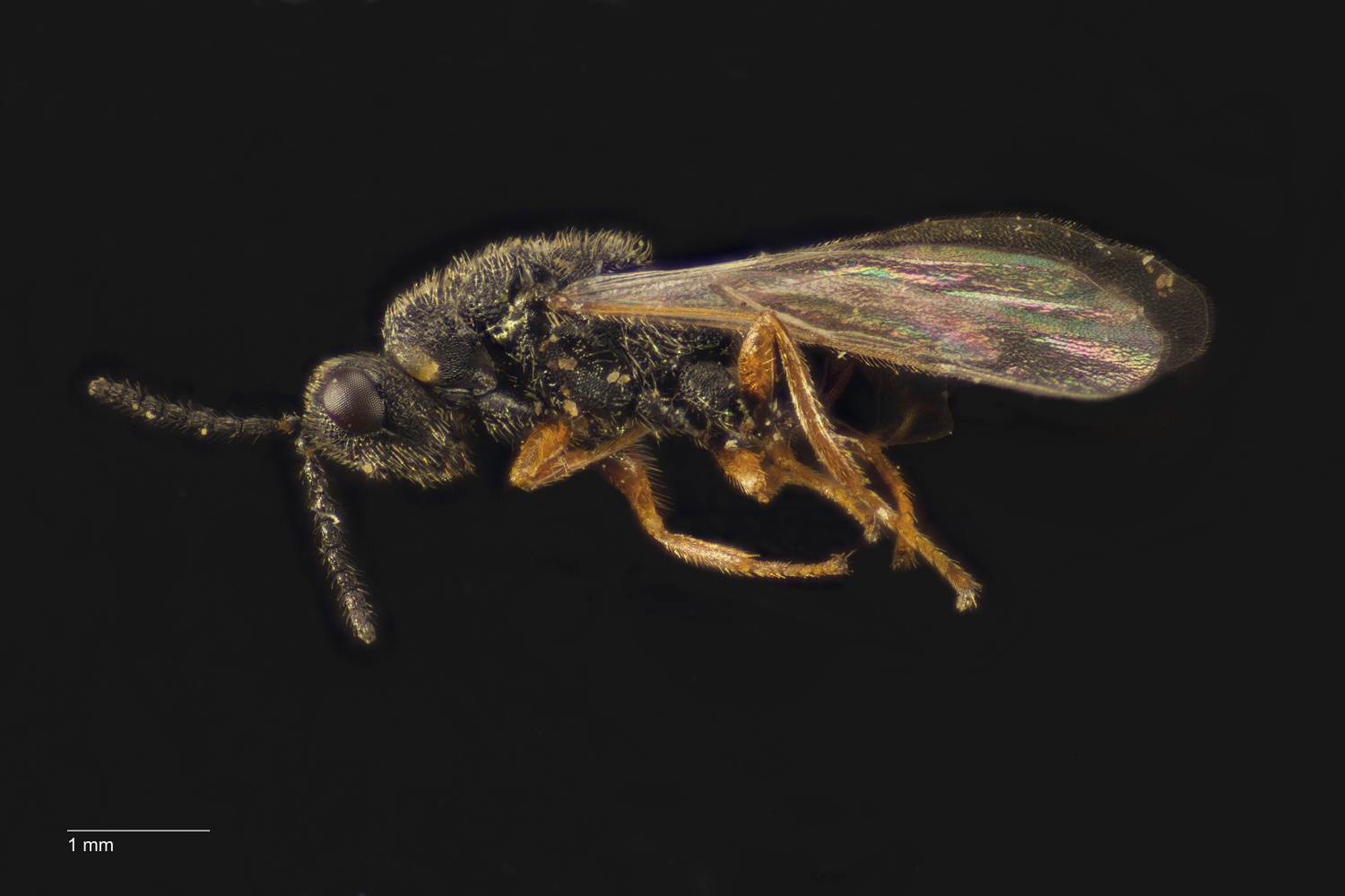 Tetramesa calamagrostidis (Tetramesa calamagrostidis)