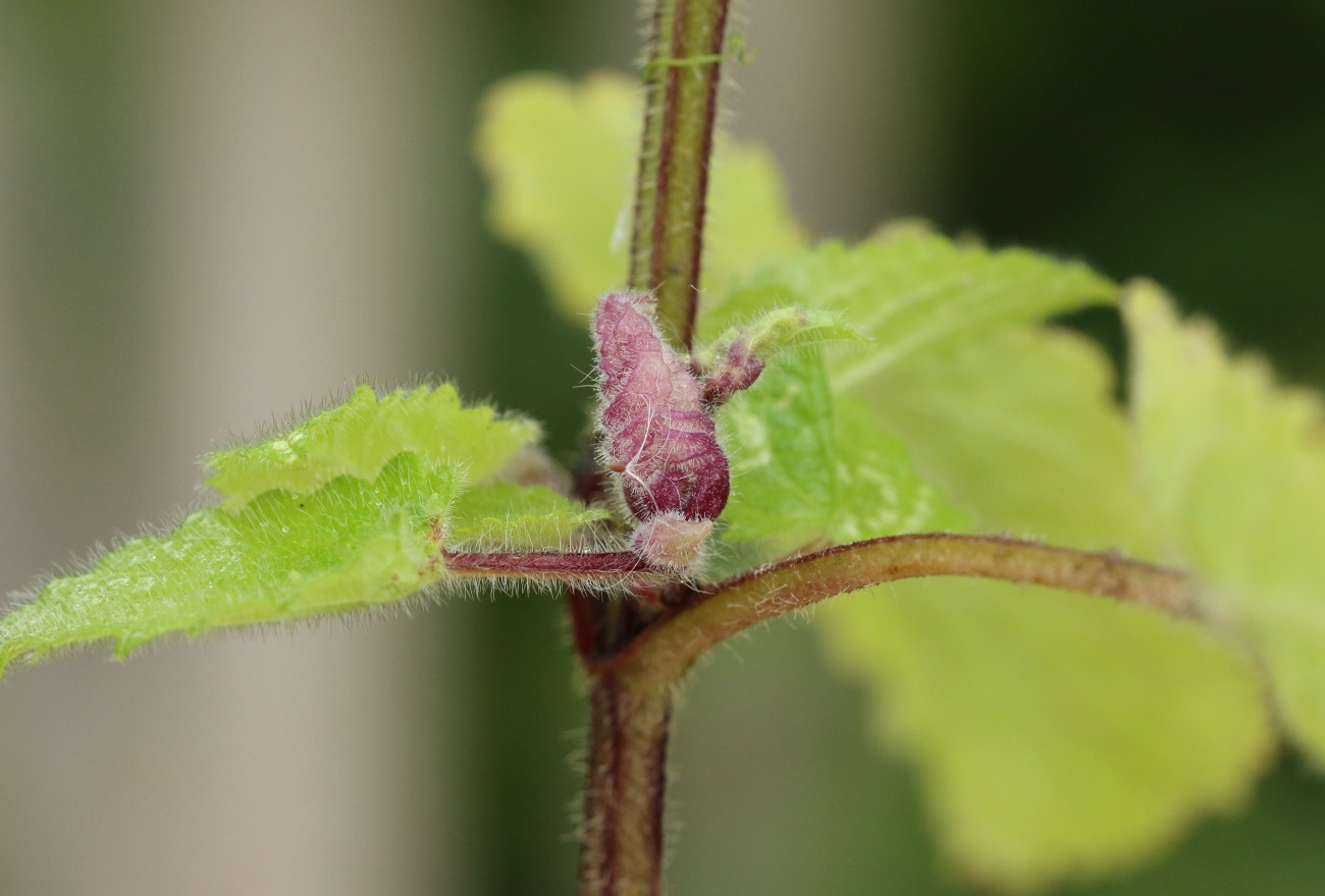 Wachtliella stachydis (Wachtliella stachydis)