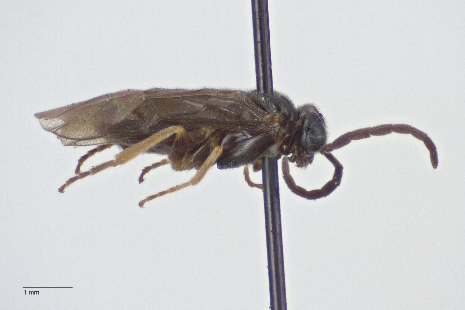 Brombærminérbladhveps (Metallus pumilus)