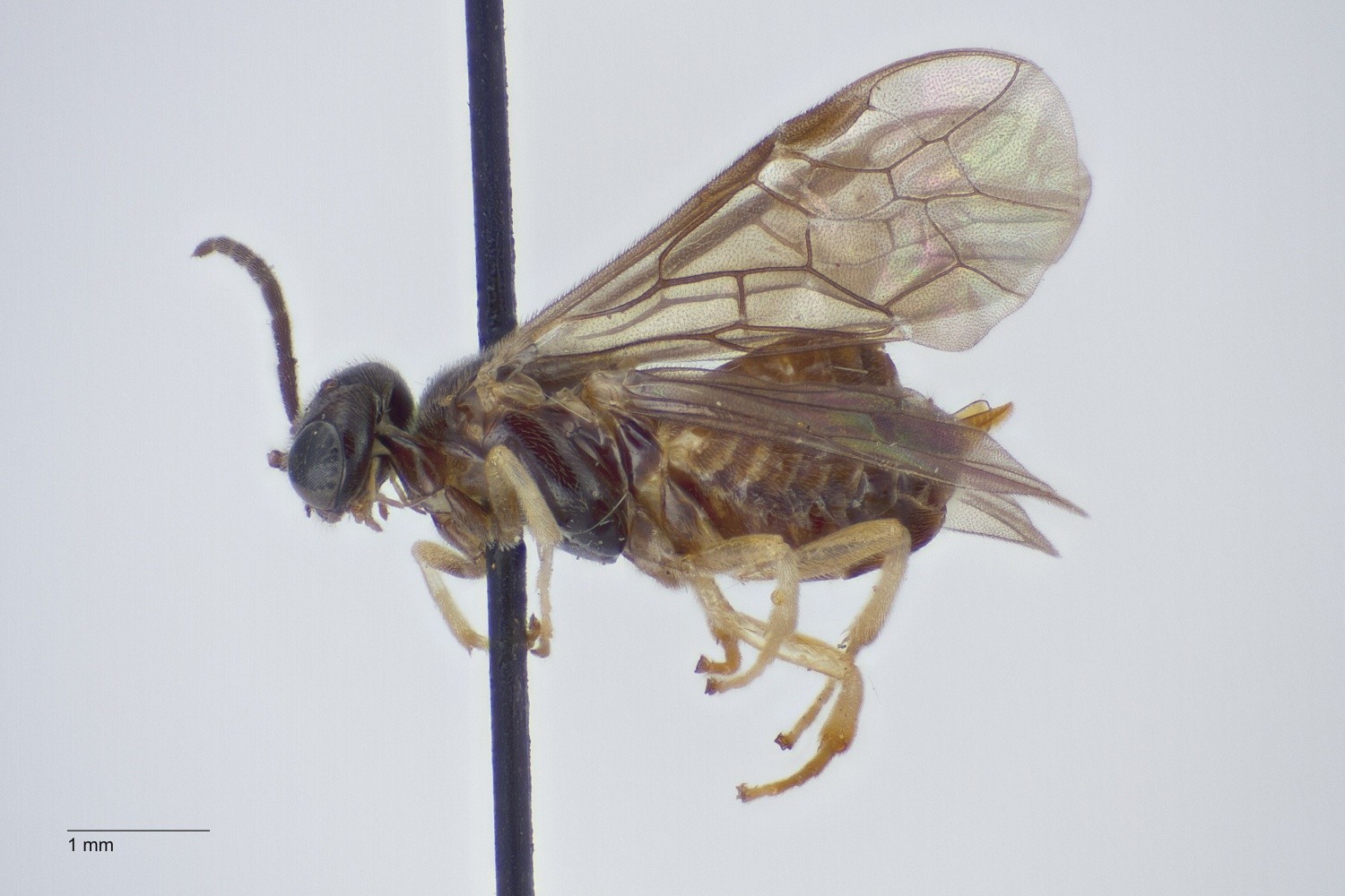 Nellikerodminérbladhveps (Metallus lanceolatus)