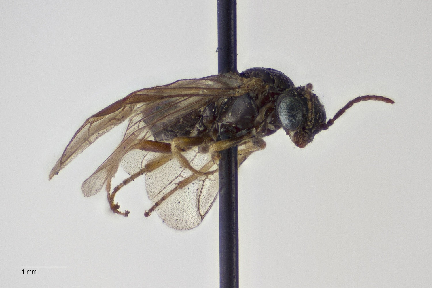 Mørk Lindeminérbladhveps (Parna apicalis)