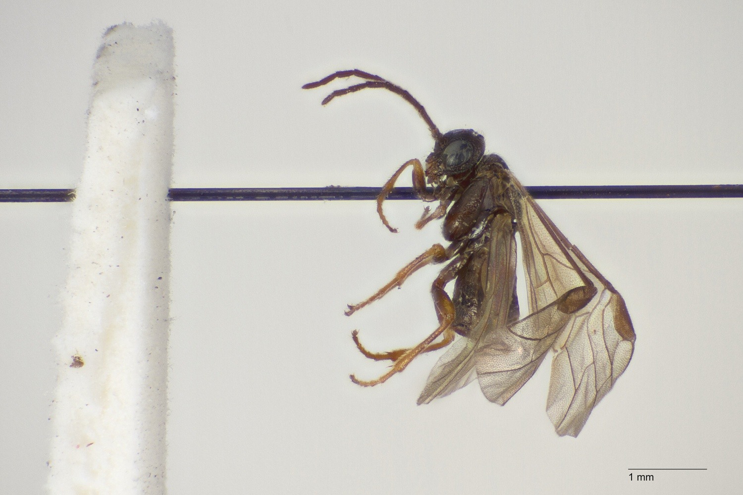 Hvid Anemone-minérbladhveps (Endophytus anemones)