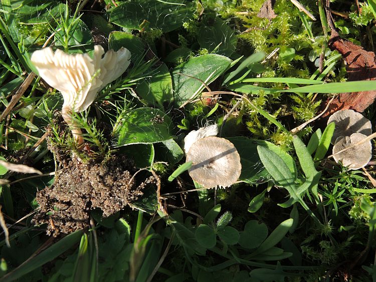 Clitocybe collina (Clitocybe collina)