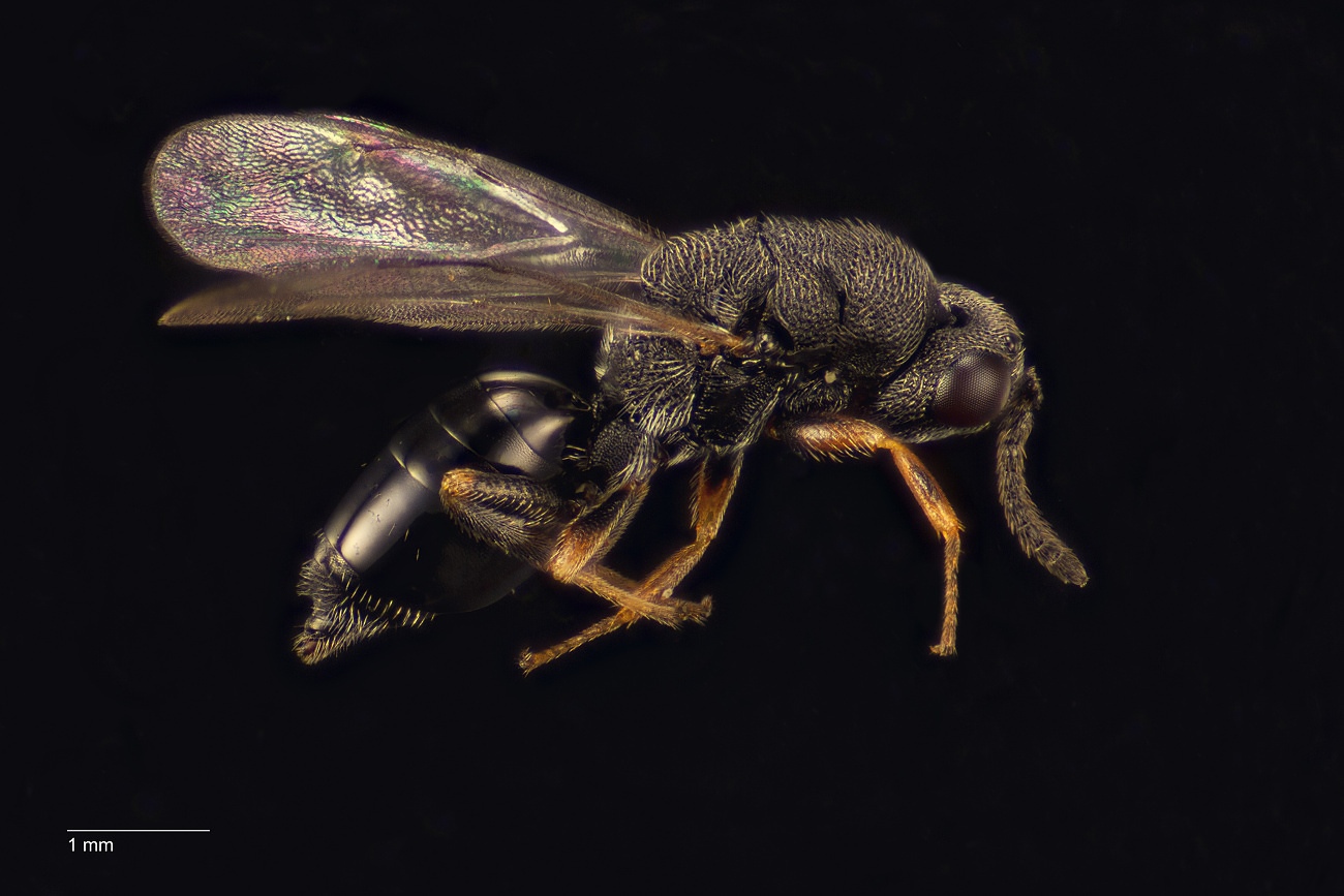 Eurytoma pollux (Eurytoma pollux)