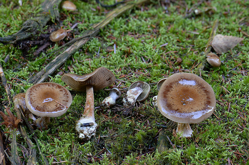 Sump-Slørhat (Cortinarius scaurus)