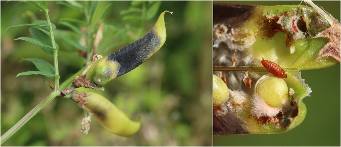 Asphondylia ervi (Asphondylia ervi)