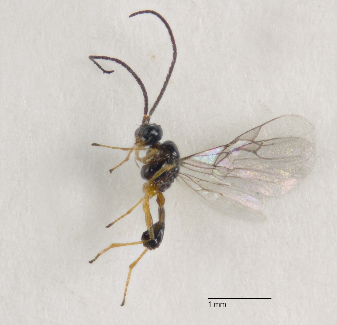 Praon flavinode (Praon flavinode)