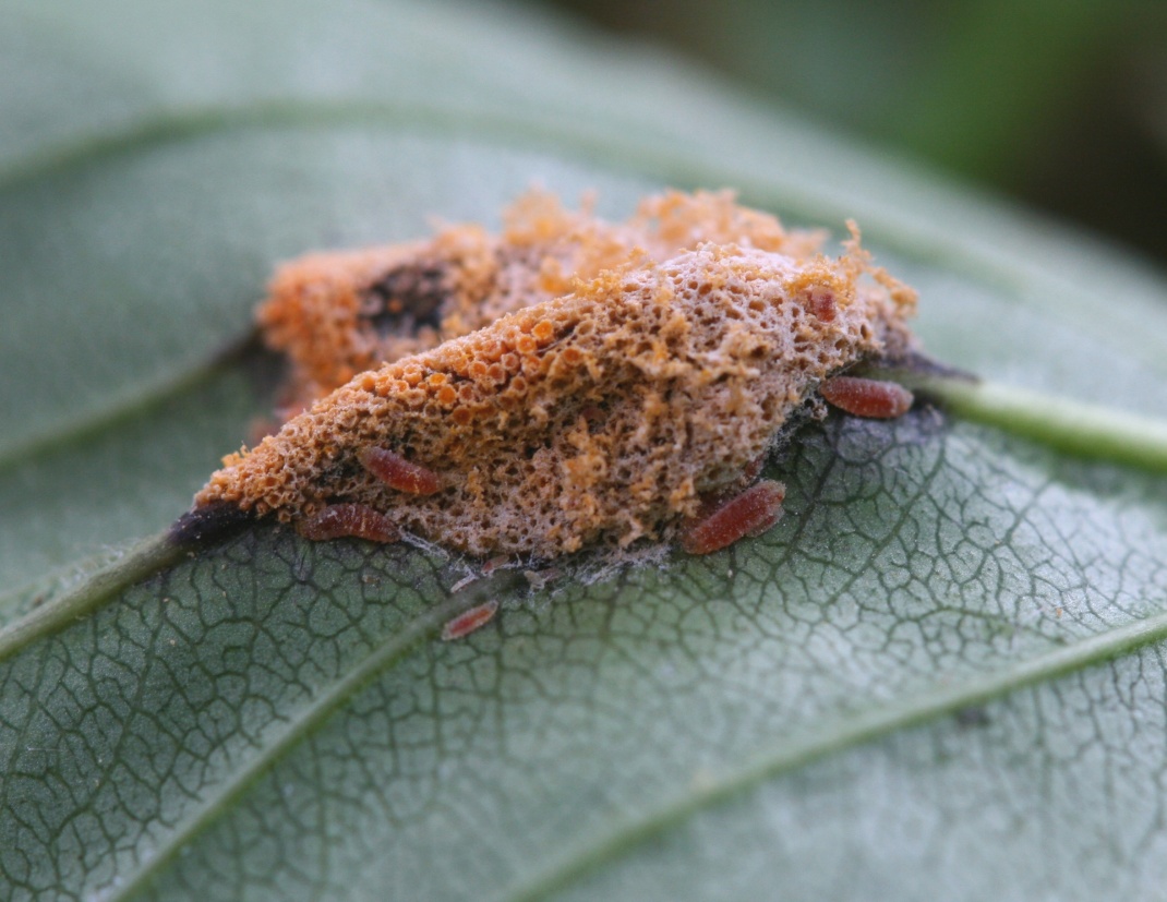 Mycodiplosis coniophaga (Mycodiplosis coniophaga)