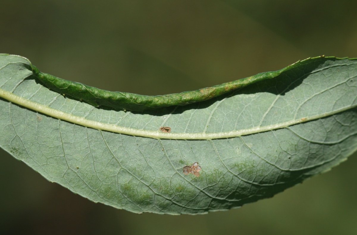 Phyllocolpa plicadaphnoides (Phyllocolpa plicadaphnoides)