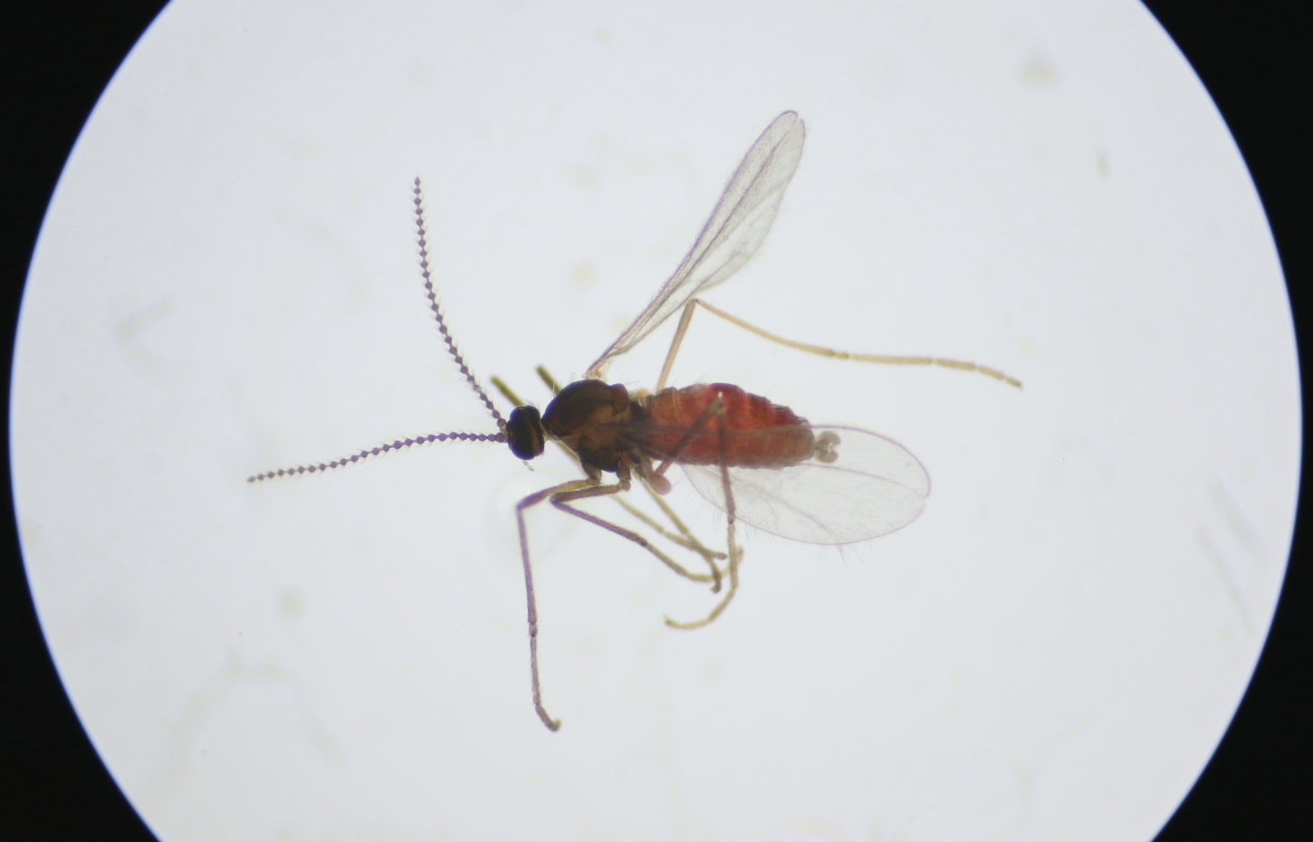 Contarinia acetosellae (Contarinia acetosellae)