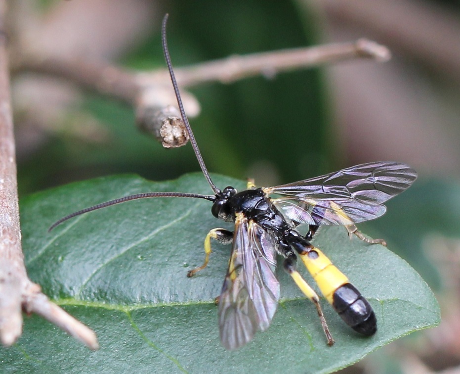 Colpotrochia cincta (Colpotrochia cincta)