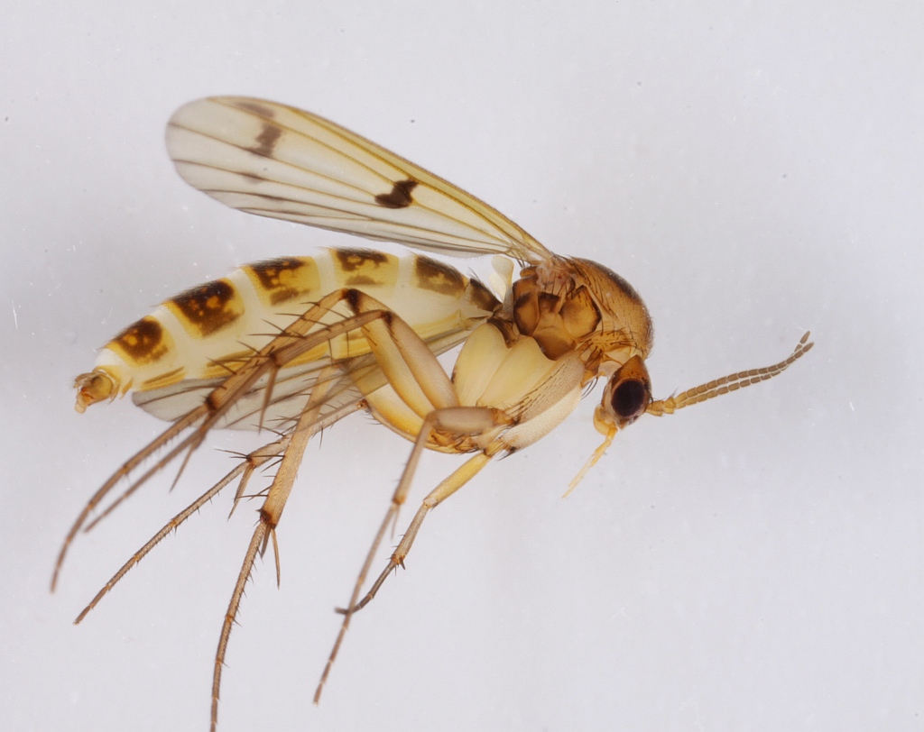 Mycetophila distigma (Mycetophila distigma)