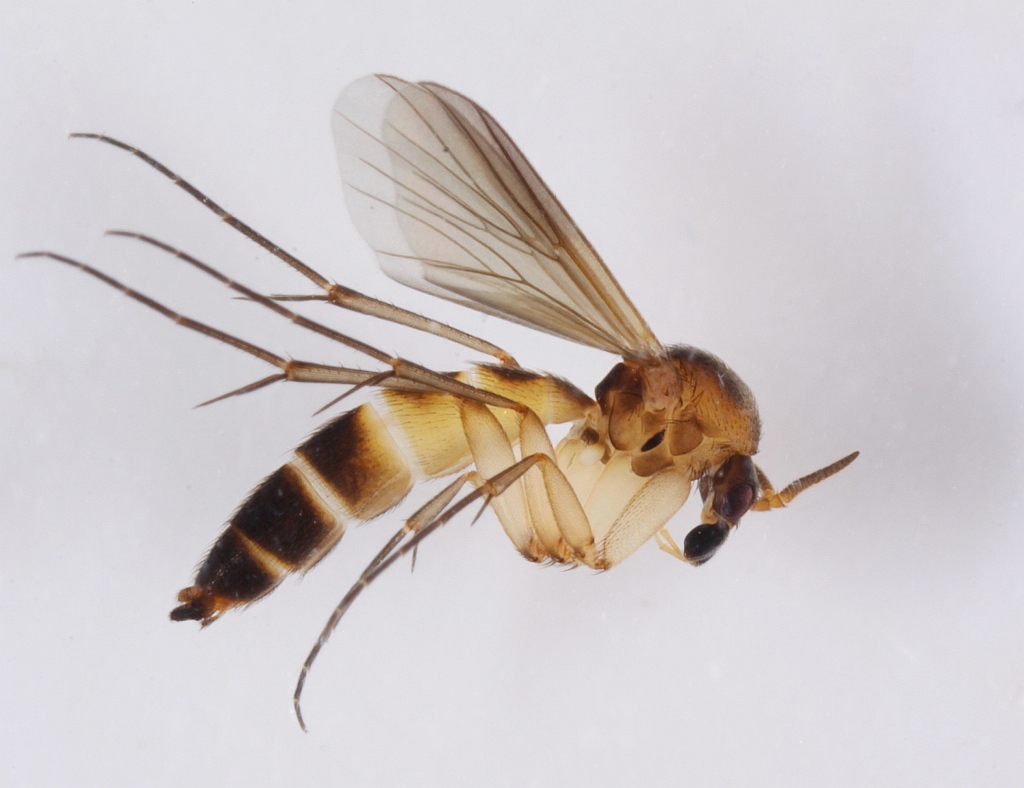 Cordyla semiflava (Cordyla semiflava)