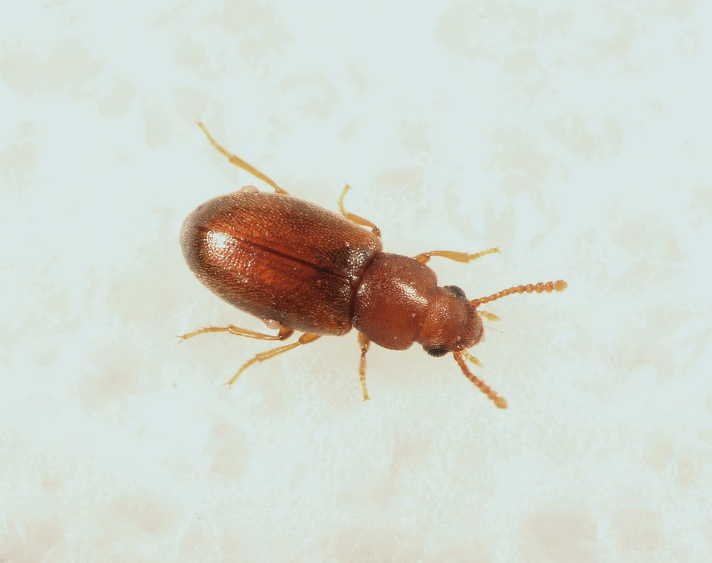 Myrmechixenus vaporariorum (Myrmechixenus vaporariorum)