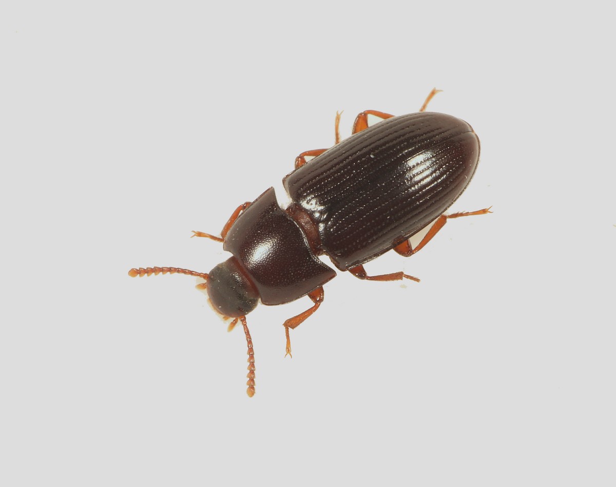 Diaclina fagi (Diaclina fagi)