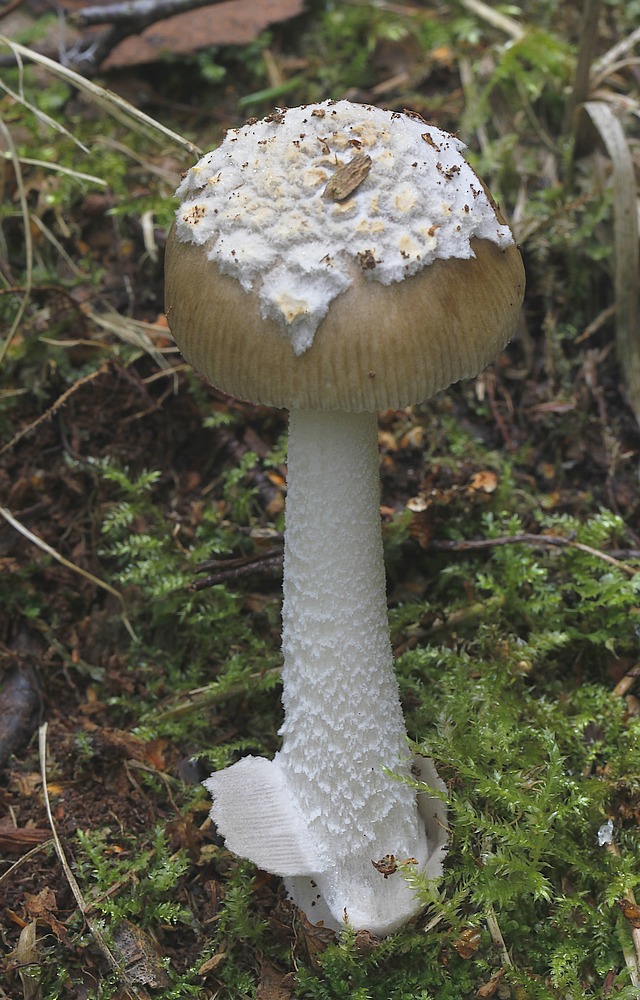 Olivengrå Kam-Fluesvamp (Amanita olivaceogrisea)