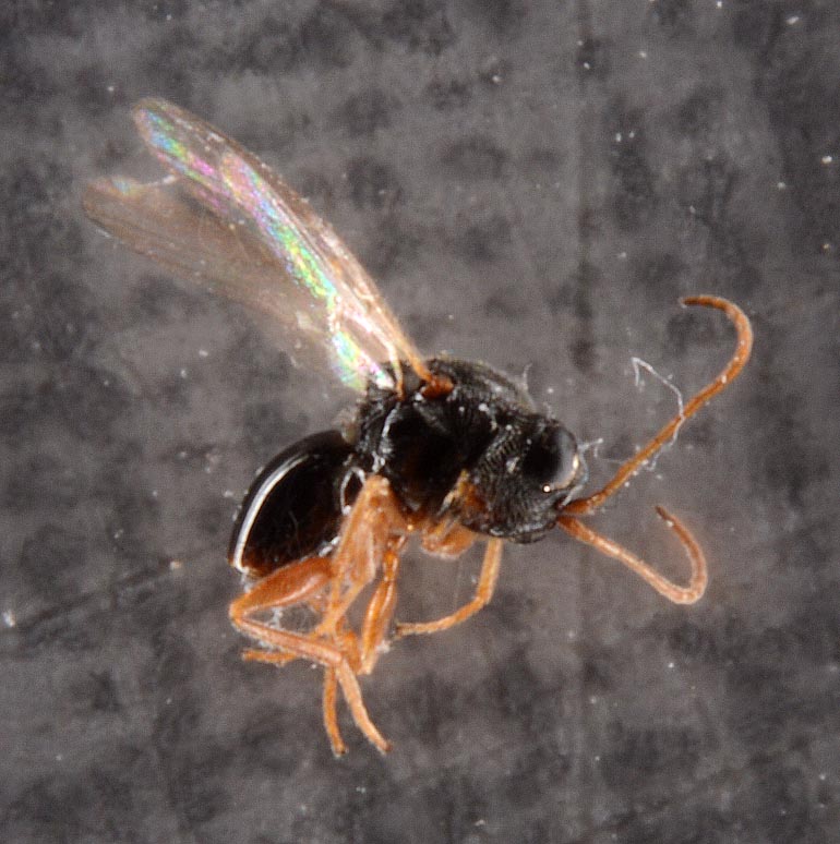 Lathrostizus lugens (Lathrostizus lugens)