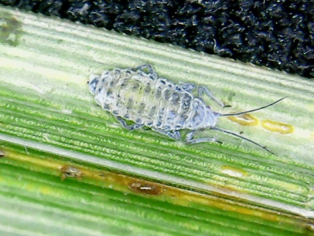Subsaltusaphis sp. (Subsaltusaphis sp.)