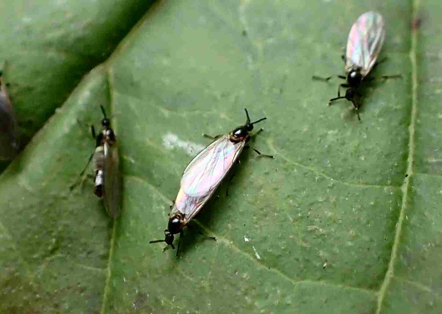 Apiloscatopse sp. (Apiloscatopse sp.)