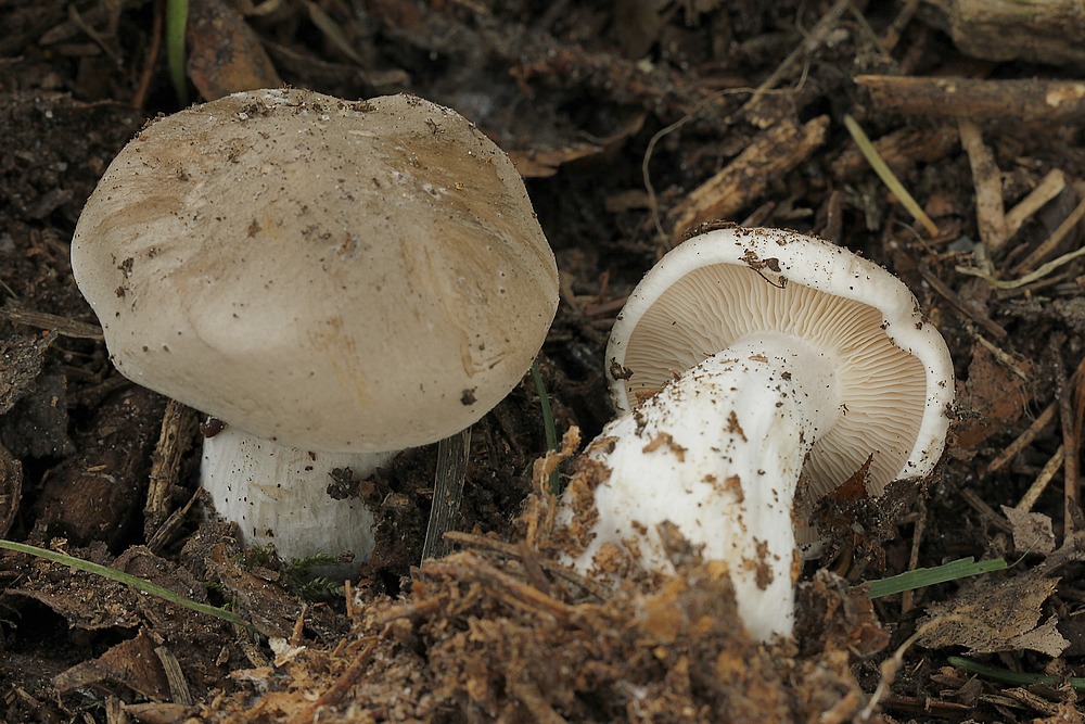 Bestøvlet Tragthat (Clitocybe alexandri)