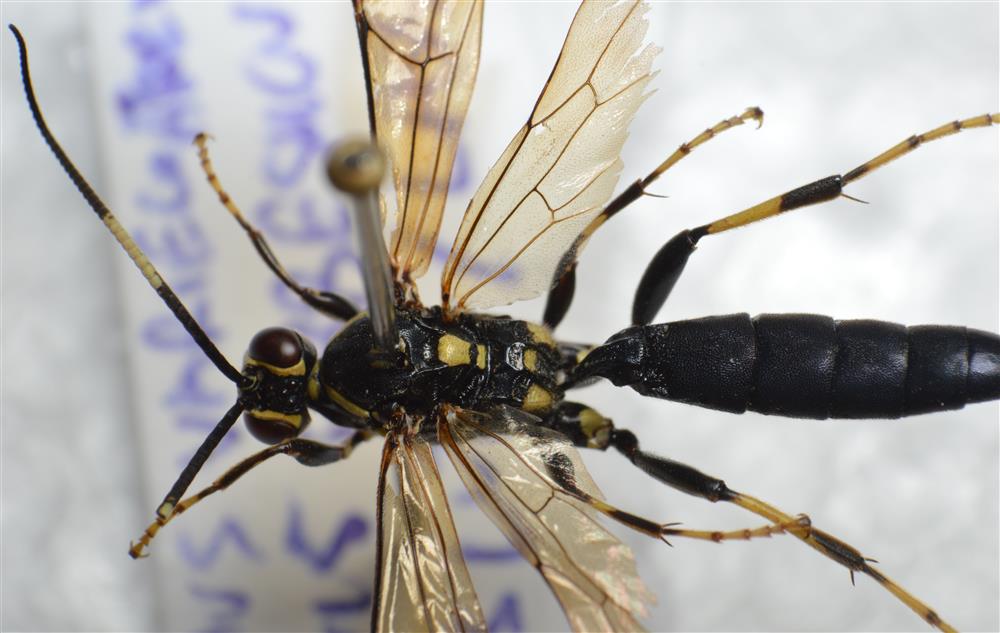 Coelichneumon opulentus (Coelichneumon opulentus)