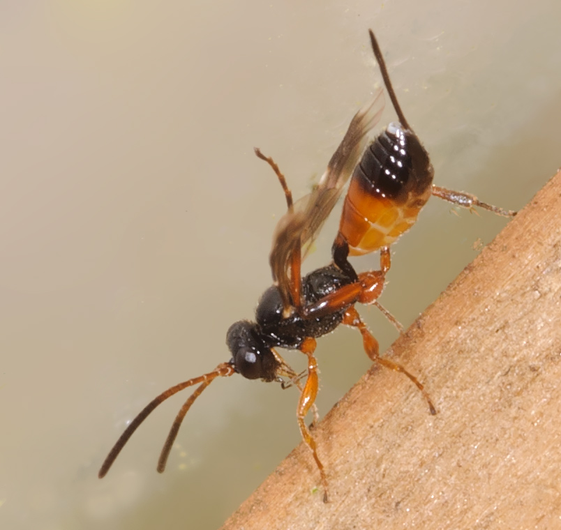 Theroscopus sp. (Theroscopus sp.)