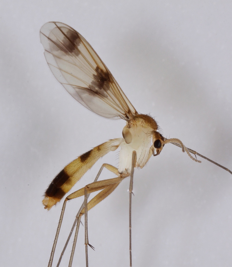 Neoempheria pictipennis (Neoempheria pictipennis)