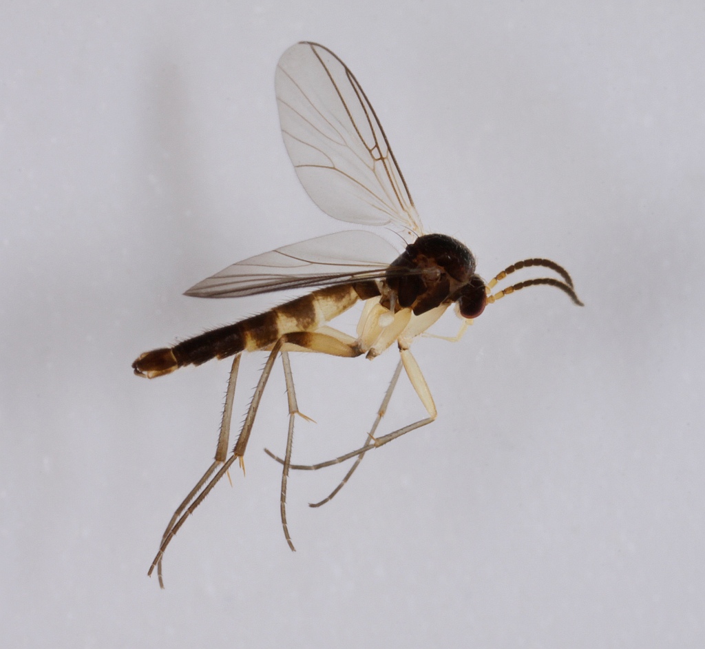 Synapha vitripennis (Synapha vitripennis)