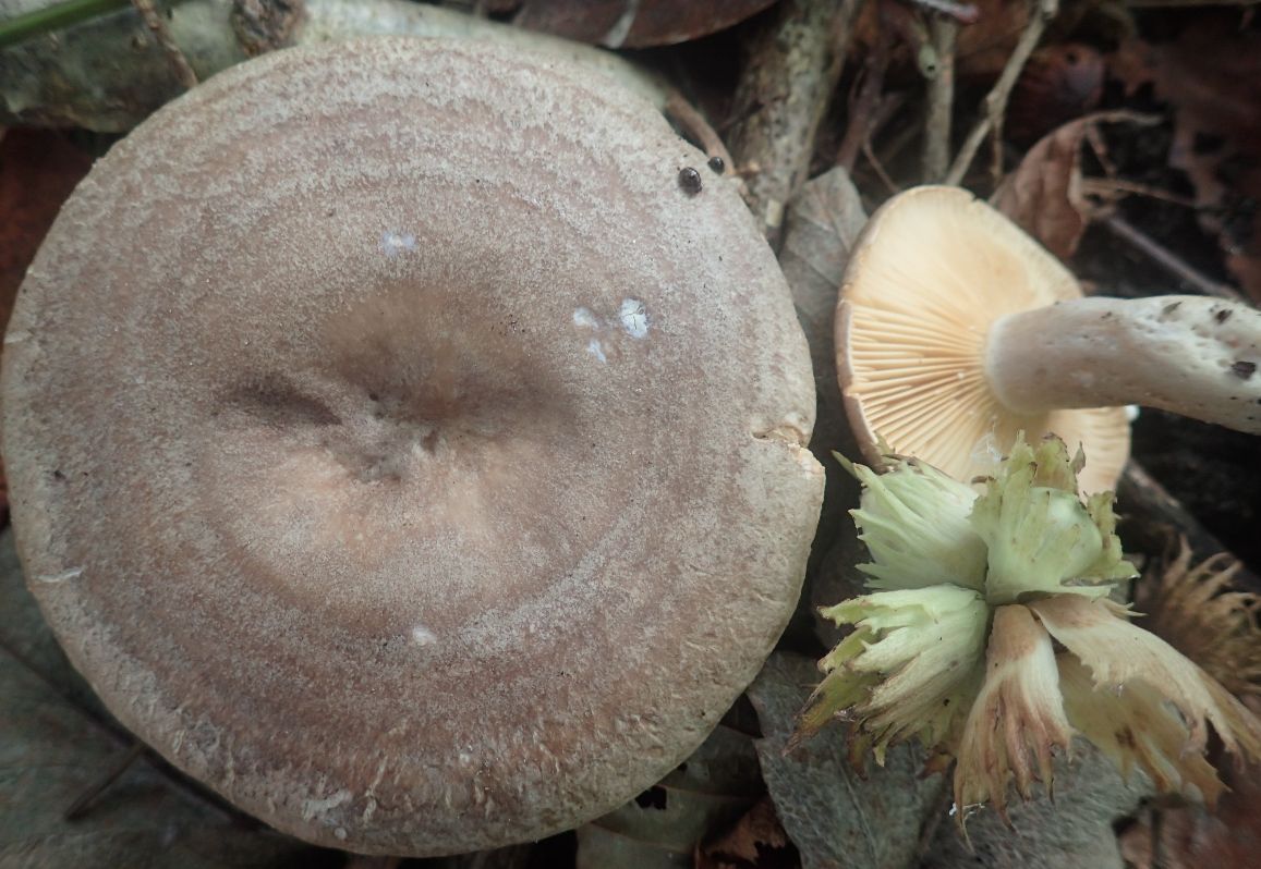 Hassel-Mælkehat (Lactarius pyrogalus)