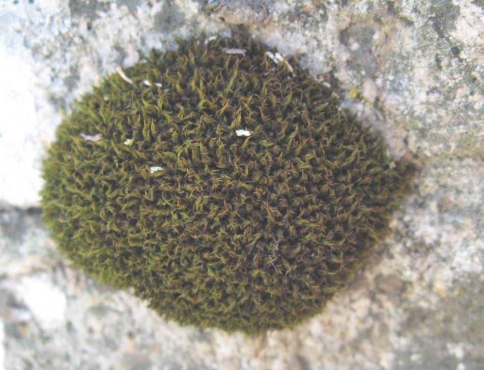 Strand-Strålekransmos (Schistidium maritimum)