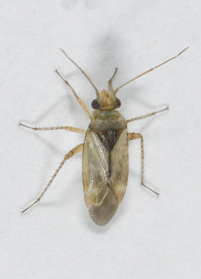 Lærketræets Blomstertæge (Psallus luridus)