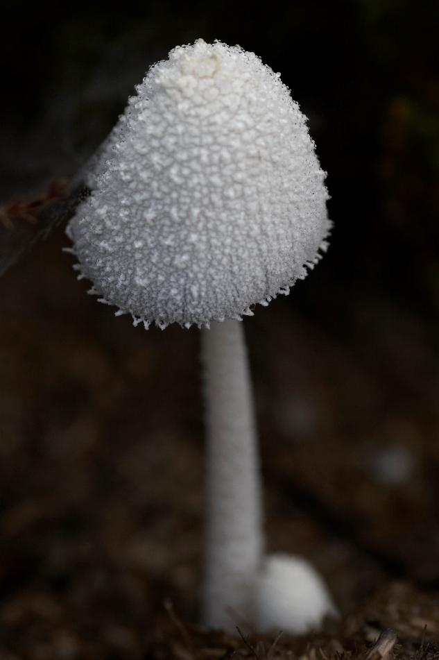 Snehvid Blækhat (Coprinopsis nivea)