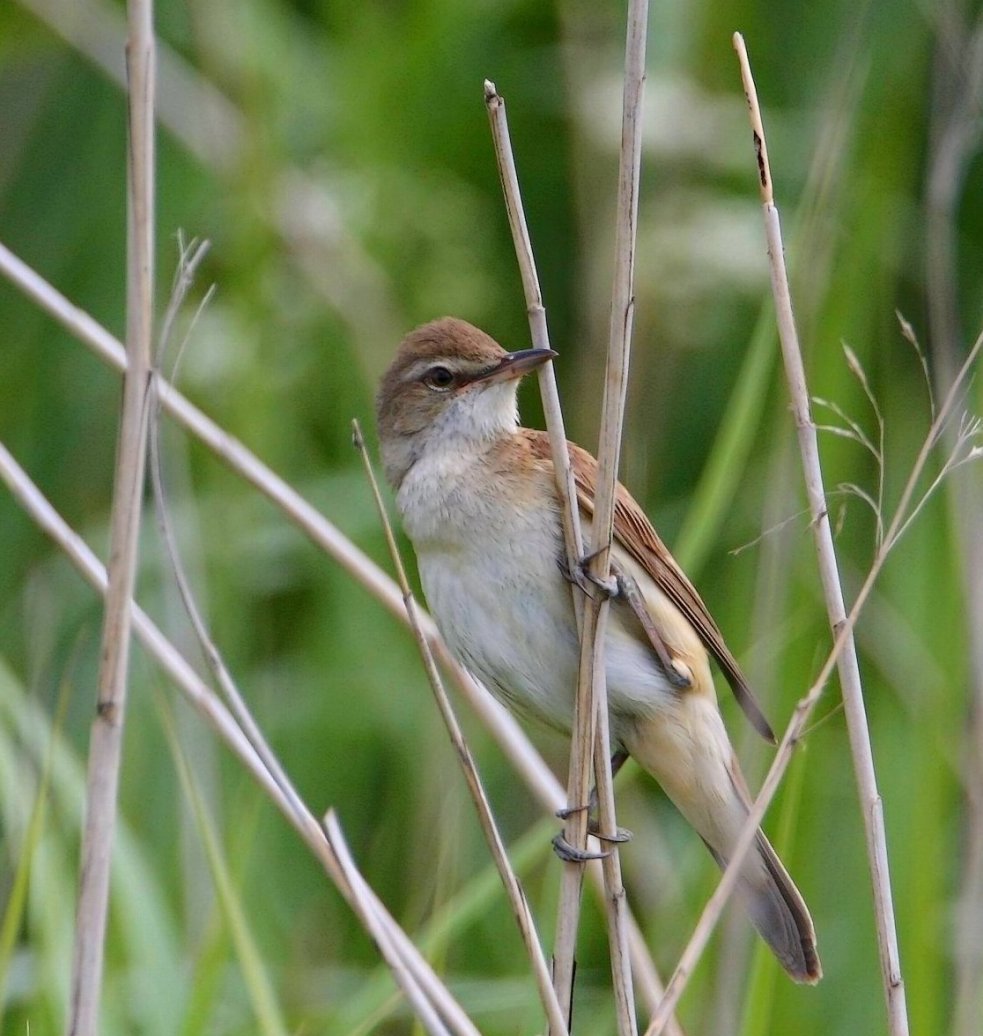 Drosselrørsanger (Acrocephalus arundinaceus)