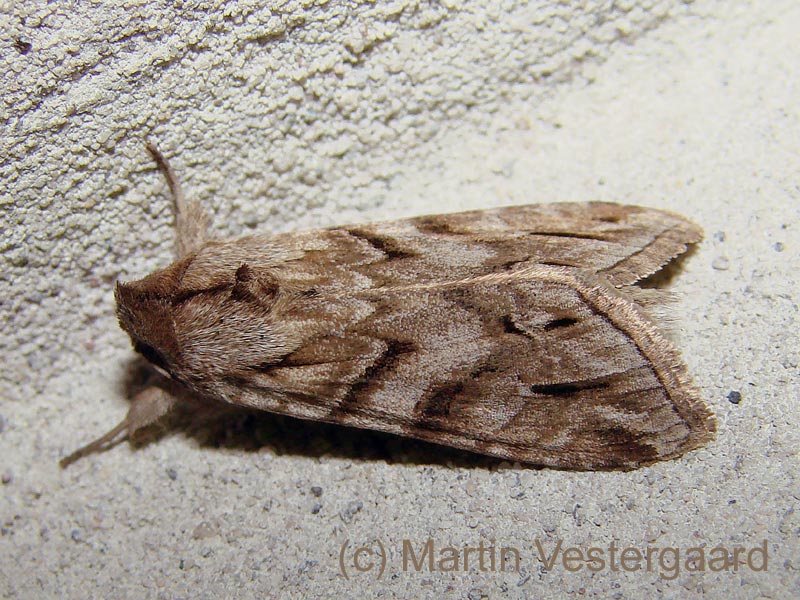 Rodstreg-Hætteugle (Cucullia fraudatrix)